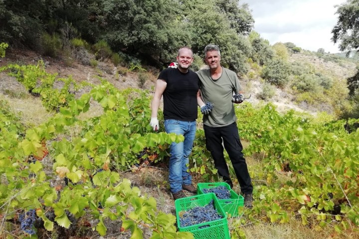 Two people harvesting grapes in a vineyard, standing beside green crates filled with grapes.